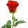 Розы 40 см